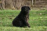 BOUVIER DES FLANDRES 430
